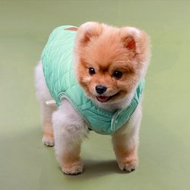 쁘띠도그 강아지 패딩조끼 DWV005, 그린