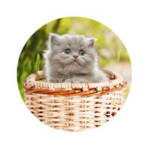 스윗리빙 릴렉스 펫 주방매트, 04, 1개