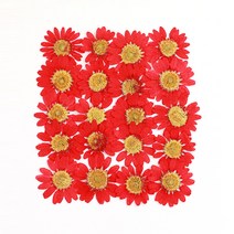 체크스토리 압화 마가렛 C 20p, 다홍 염색