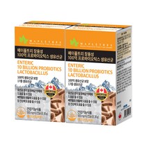 메이플트리 장용성 100억 프로바이오틱스 생유산균, 60캡슐, 2개