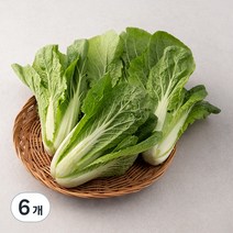 GAP 인증 국내산 얼갈이, 500g, 6개