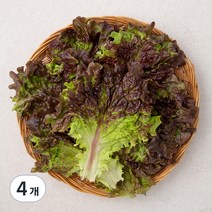 곰곰 국내산 적상추, 150g, 4개