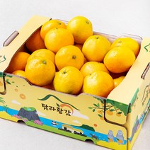 탐라황감 당도선별 서귀포 하우스 감귤, 3kg, 1개