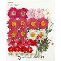 체크스토리 압화꽃 공예 B타입, 05 진실한마가렛