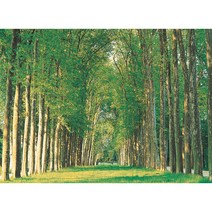 수목원 직소퍼즐 TM50-087, 500피스, 혼합색상