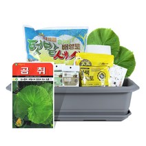 바이오필리아 채소 텃밭세트 + 식물 이름표 랜덤발송, 곰취