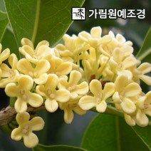목서나무 가림원예조경, 은목서 키 150cm 분묘