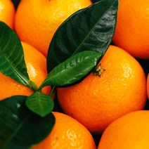 도봉물산특가_[국내산] 영화청과 특급 국내산 천혜향 1kg 농장 제철 시세, 1, 본상품선택