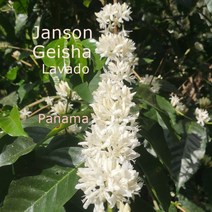 [위트러스트] 파나마 잔슨 게이샤 200g Panama Janson Geisha, 더치(프렌치프레스)