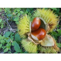 햇밤 지리산농부의 하동 햇알밤 옥광밤 기계로깐밤2kg(중) 밤삶는법 밤까기 고소한하동옥광밤 유기농생률, 상세페이지 참조