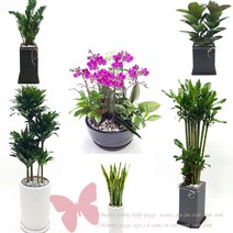 사무실개업화분 서산배달, 44황금죽(특)
