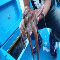 남해 자연산 활 돌문어 1kg 1-3미/ 생물 당일조업