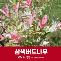 화이트핑크셀릭스/삼색버드나무/성목/R5/1주/도시농부