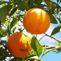 묘목 /레드향나무 H0.4-W0.3 kk463