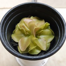 모라넨시스(식충식물)