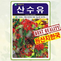 산수유 씨앗 100립 종자 씨 봄 여름 가을 나무씨 산수유나무 씨앗 AR