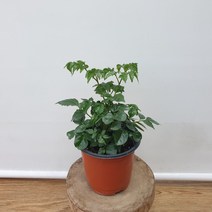 해피트리(소품 랜덤)