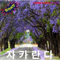 (나무 씨앗) 자카란다 (Jacaranda) 블루 5립