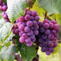 산지직송 당일수확 상콤 달콤 신선하고 맛있는 샤인머스켓 500g내외 1송이 1kg 2~3송이 2kg 4~5송이, 1개