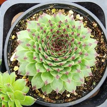 에덴플랜트 블랙탑 바위솔 월동 다육이 노지월동 플랜테리어 초보다육 키우기쉬운식물, 1개