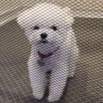 소형 메쉬 그물망 울타리 강아지 개 휀스 방 계단막이