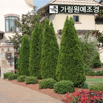 에메랄드그린 싸이프러스 가림원예조경, 1개, 에메랄드그린 키120cm 분묘