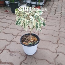 꽃백화점 칼라벤자민 중품 외목대 35~50cm 79, 1개