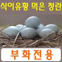 강원고성 자연방사 유황청란 (부화전용-40구) 청계알 병아리부화란 부화계란 유정란 산란용 난각1번