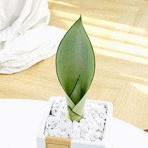 앙플랜트 생화 아름다운 문샤인 공기정화식물 소형, 1개