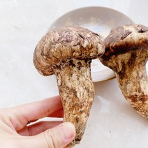 진심좋은 자연산 냉동 송이 버섯 자연 송이버섯, 1box, 2등급 500g
