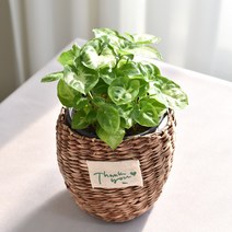 실내공기정화식물 율마 아레카야자 스킨답서스 산세베리아 테이블야자 유칼립투스 이레카야자 페페 스투키 몬스테라, (식물만), 20.싱고니움