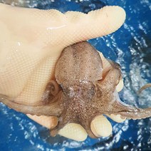 푸마담 급냉 알배기 쭈꾸미, 4kg, 1개