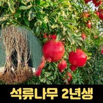 슈퍼석류나무 2년생 유실수 묘목 과일나무 석류묘목, 1개