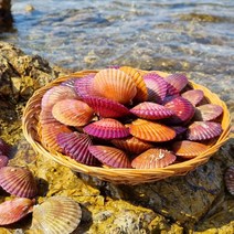 통영 홍가리비 제철 비단 가리비 1kg 40-45미내외, 4kg