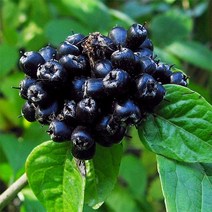 오갈피(오가피)실생3년(6주묶음)/묘목/c1589, 1개