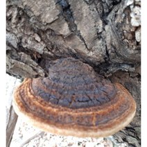 자연산 뽕나무상황버섯100g 30만원, 1개