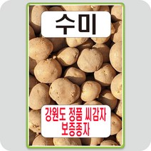 수미 강원도 정품 씨감자 3키로 보증 종자