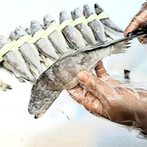 영광굴비 장줄 1.8K이상 20미 가정용 손질상품 진공포장 다시팩증정 가락시장 도매 힘바다 가락금호상회, 1개