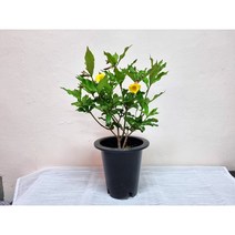 꽃용 알라만다 대품