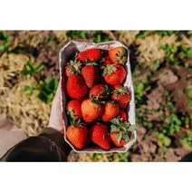 설향 고령 딸기 최상급 프리미엄 당도보장 딸기 800g 1.6kg 내외, 2팩 1.6kg 내외 (48구~56구), 2개