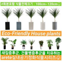 없음 [반값화분] MAIN-대형드라코130(드라세나) 직접배송 축하화분 개업화분 거실화분 카페화분 인테리어화분 아레카야자 극락조 알로카시아 파키라 고무나무, 황토분