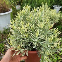 식물사랑꽃농원 /황금골드라벤더, 1개