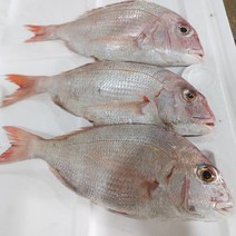 수산물백화점 빅사이즈 통영 자연산 제수용 선물용 손질 도미 참돔 (1미45cm), 1마리, 1kg