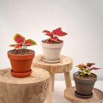 칼라디움_독일 스팡 토분(11cm)_3colors, 독일 스팡 토분(11cm) 화이트, 선택:독일 스팡 토분(11cm) 화이트