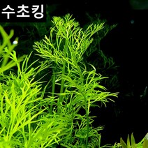 수초킹 키우기 쉬운 초보수초 아메리칸 워터 스프라이트 베트남, 3촉