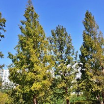 [모든원예조경] 메타세콰이어나무 묘목 (2년생) 특묘