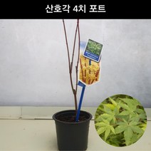 단풍나무 산호각 4치포트 조경수 관상수 정원수 공원수 묘목 화분, 1개