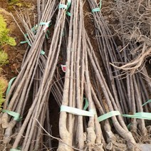 체리나무(라핀) 특묘목 접목1년 1주 체리묘목, 1개