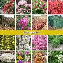 꽃나무 조경수묘목 장미 조팝나무 꽃댕강나무 회양목 측백나무 편백나무 개나리 진달래 철쭉 영산홍 매화나무 벚나무 능소화 치자나무 남천 함박꽃 목단 배롱나무 홍도화 라일락, 매화나무2년생