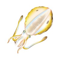 갑오징어F 낚시스티커